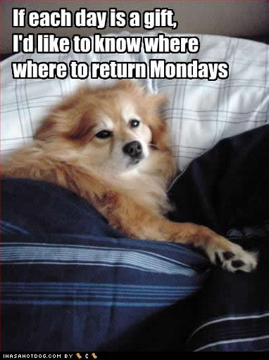 funny-dog-pictures-return-mondays